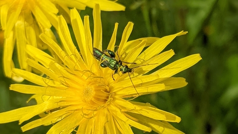 Thick legged flower beetle by Rebecca Neal