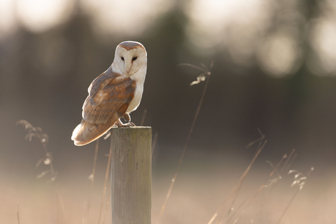 A barn owl, backlit by evening sunlight, perches on a fence post above a meadow against a blurred background, lifting one foot.
