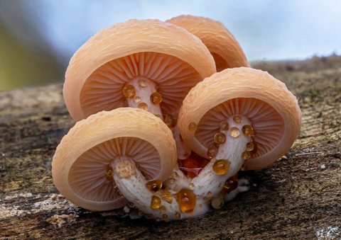A cluster of pinky-peach coloured mushrooms with liquid leeching from their stems, grow from a piece of wood