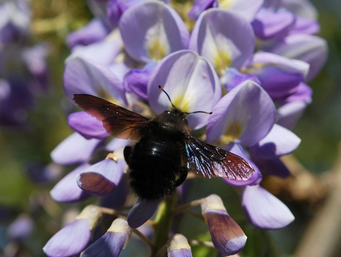A big, round bee with a dark body and wings with flashes of violet sits on a purple flower