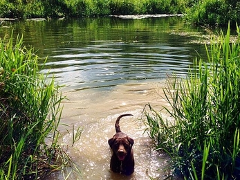 NIA Dog swimming