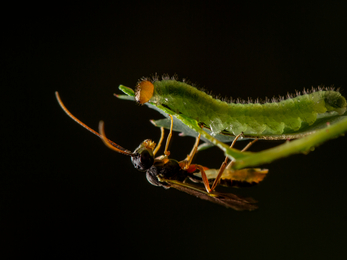 A sawfly larva and a predatory parasitic wasp on opposite sides of a leaf.