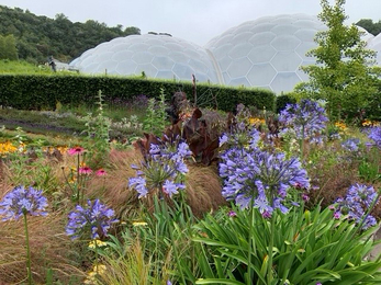 A view of flowers at the Eden Project
