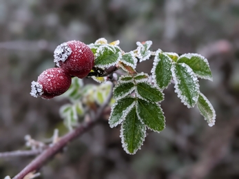 Rose hips in frost 