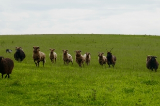 Manx Loaghtan sheep at Pegsdon Hills by Caroline Fitton