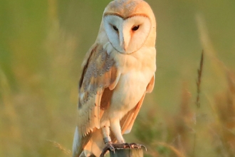 Barn owl on a post in summer