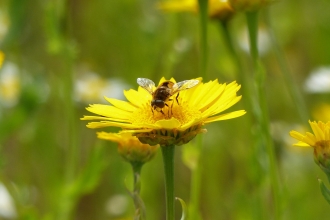 Hoverfly on corn marigold 