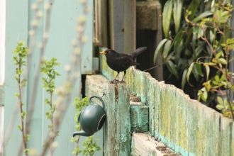 A male blackbird perched on a fence
