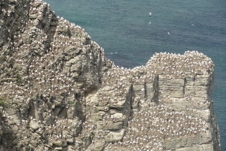 Seabirds nesting on a coastal cliff