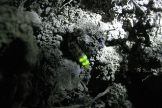 A glow-worm aglow