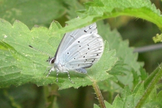Holly blue butterfly sitting on a nettle leaf