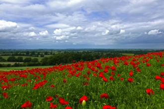 Poppies in the North Chilterns