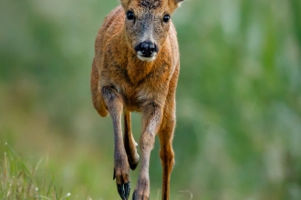 A young roe deer leaping, looking straight at the camera