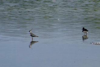 Lapwing and oystercatcher by Caroline Fitton