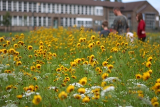 A patch of yellow flowers in front of a building with people looking at them in the blurred distance