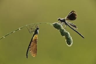 Beautiful demoiselle