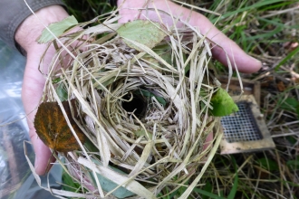 A dormouse nest being held by a volunteer