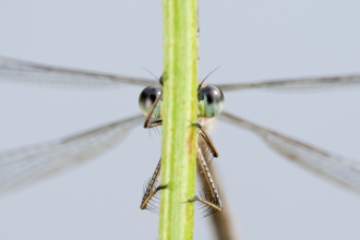 An Emerald Damselfly seen from the other side of a stem with its eyes peeking either side