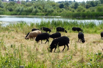 Sheep at Nene Wetlands