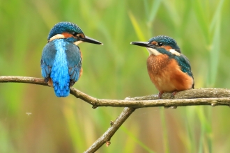 Pair of kingfishers on tree branch 