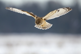 Short-eared owl in winter