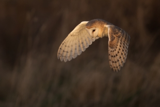 A barn owl in flight, looking down