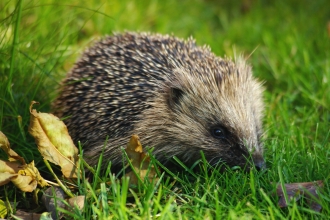 Hedgehog by Gillian Day from Wild Net