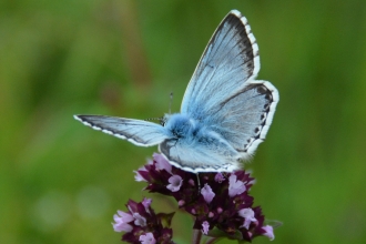 Butterfly - Chalk Hill Blue
