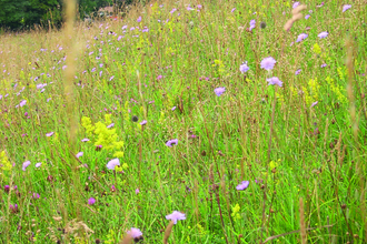 Wildflowers in bloom at Blow's Downs