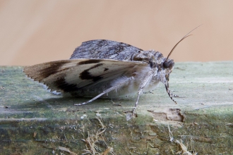 Clifden nonpareil moth at Pitsford Water