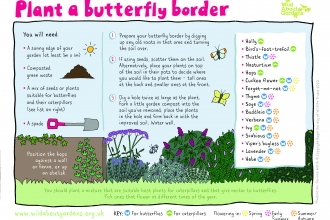 Butterfly Border Activity Sheet