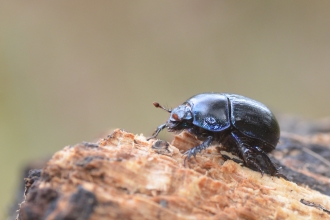 Anoplotrupes stercorosus beetle