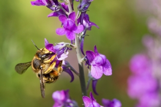 A wool carder bee feeding on toadflax