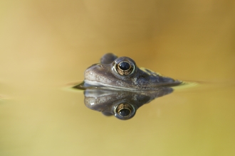Common frog by Mark Hamblin/2020VISION