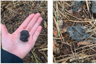 Owl pellet found on the ground