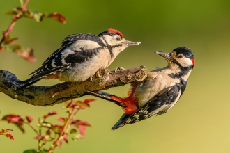 An adult great spotted woodpecker feeding a juvenile on opposite sides of a branch