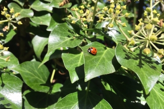 ladybird on ivy by Adam Watts