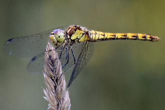 Common darter dragonfly perched with wings forward