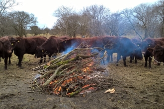 Cows gather around the fire on a volunteer task at Galley Hill