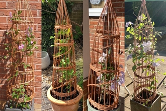 4 willow obelisk plant supports