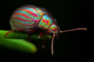 Rosemary beetle by Peter Swan