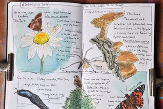 Photo of beautifully illustrated nature journal pages showing slug, butterflies, fungi and spider