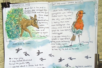 Pages of a nature journal created by Sharon Williamson with sketches of a muntjac deer and robin and descriptive words
