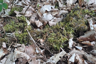 Moss in the leaf litter