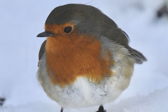 A robin, close up, standing on white, frosty snow