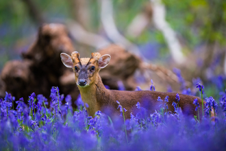 A muntjac deer, head and back visible above a field of bluebells, stares at the camera