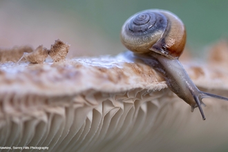 A close up of a snail on fungi