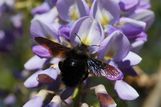 Violet carpenter bee - BE