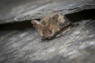 Brown long eared bat