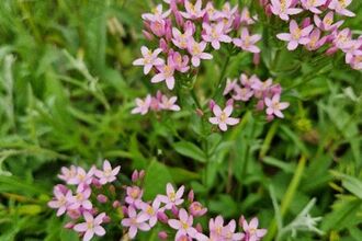 common centaury